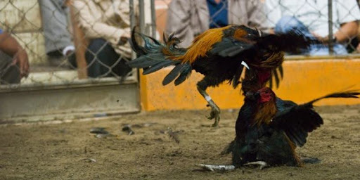 Đây là 3 hình thức đá gà phổ biến nhất năm 2025